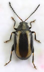 Attēlu rezultāti vaicājumam “Phyllotreta sp.”