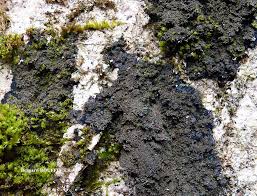 Attēlu rezultāti vaicājumam “Parmeliella triptophylla”