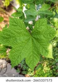 Attēlu rezultāti vaicājumam “Menispermum dauricum leaf”