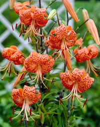 Attēlu rezultāti vaicājumam “Lilium lancifolium bud”