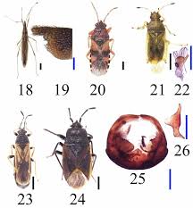 Attēlu rezultāti vaicājumam “Heteroptera”