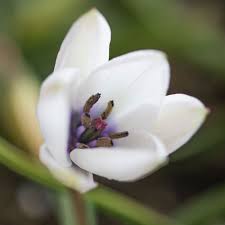 Attēlu rezultāti vaicājumam “Betula humilis female flower”