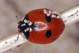 Attēlu rezultāti vaicājumam “Coccinella quinquepunctata”