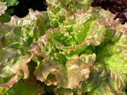 Image result for Pflücksalat