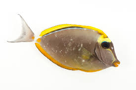 Image result for Naso lituratus