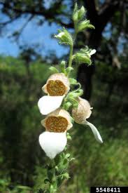 Image result for Digitalis lanata