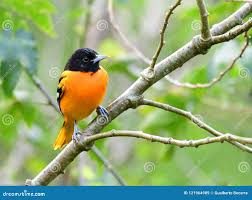 Image result for Icterus galbula
