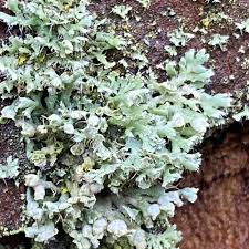 Attēlu rezultāti vaicājumam “Physcia adscendens”