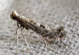 Attēlu rezultāti vaicājumam “Parornix anglicella”