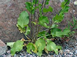 Attēlu rezultāti vaicājumam “Eryngium planum leaf”