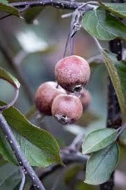 Attēlu rezultāti vaicājumam “Malus purpurea leaf”