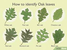 Attēlu rezultāti vaicājumam “leaf”