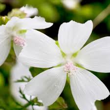 Image result for Malva moschata alba