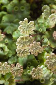 Attēlu rezultāti vaicājumam “Marchantia polymorpha”