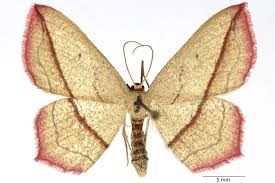 Attēlu rezultāti vaicājumam “Timandra comae”