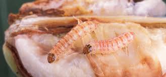 Attēlu rezultāti vaicājumam “Tischeria complanella larva”