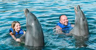 Image result for Adventure Dolphin