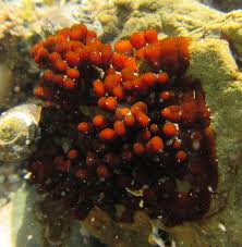 Attēlu rezultāti vaicājumam “Hildenbrandia rivularis”