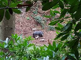 Image result for Cloth Of Gold Field Archery Club