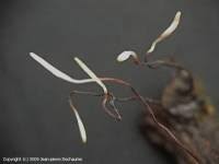 Attēlu rezultāti vaicājumam “Typhula erythropus”