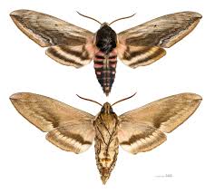 Attēlu rezultāti vaicājumam “Sphinx ligustri”