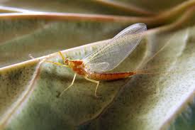 Attēlu rezultāti vaicājumam “Heptagenia sulphurea female”
