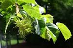 File:<b>Corylus</b> colurna JPG.jpg