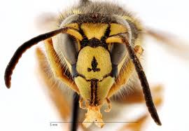 Attēlu rezultāti vaicājumam “Hoplia parvula imago”