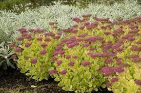 Image result for Chrysanthemum spectabile
