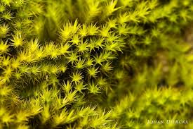 Attēlu rezultāti vaicājumam “Homalothecium sericeum”