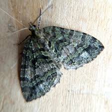 Attēlu rezultāti vaicājumam “Hydriomena furcata”