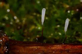 Attēlu rezultāti vaicājumam “Typhula erythropus”