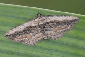 Attēlu rezultāti vaicājumam “Horisme vitalbata”