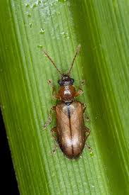 Attēlu rezultāti vaicājumam “Orsodacne cerasi”