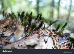 Attēlu rezultāti vaicājumam “Schistidium robustum”