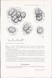 Attēlu rezultāti vaicājumam “Amaurochaete sp.”