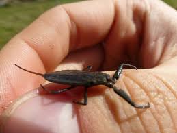 Attēlu rezultāti vaicājumam “Nepa cinerea nymph”