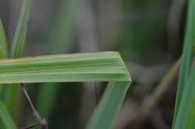Attēlu rezultāti vaicājumam “Carex loliacea leaf”