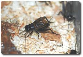 Attēlu rezultāti vaicājumam “Gryllus domesticus”