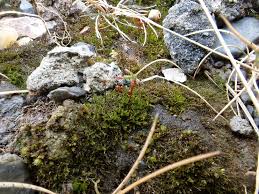 Attēlu rezultāti vaicājumam “Dicranella staphylina cells”