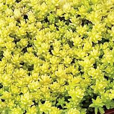 Attēlu rezultāti vaicājumam “Sedum acre”
