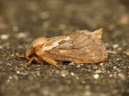 Attēlu rezultāti vaicājumam “Hepialus lupulinus”