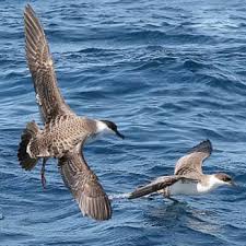 Image result for Puffinus gravis