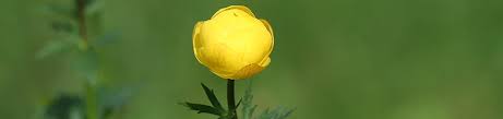 Image result for Trollblume