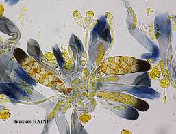 Attēlu rezultāti vaicājumam “Caloplaca saxicola”