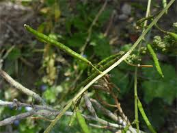 Attēlu rezultāti vaicājumam “Diplotaxis muralis fruit”