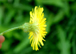 Attēlu rezultāti vaicājumam “Sonchus arvensis subsp. uliginosus flower”