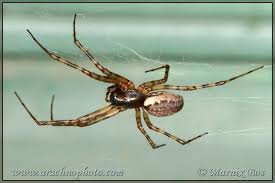 Attēlu rezultāti vaicājumam “Neriene montana”