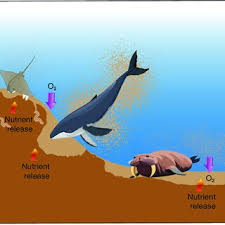 Image result for Myzopsetta ferruginea