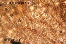 Attēlu rezultāti vaicājumam “Pseudoplectania nigrella”